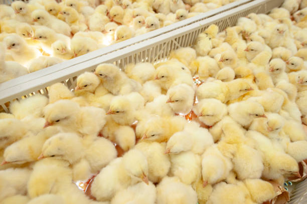 istock Baby chicks just coming out from Eggs. 1077998670