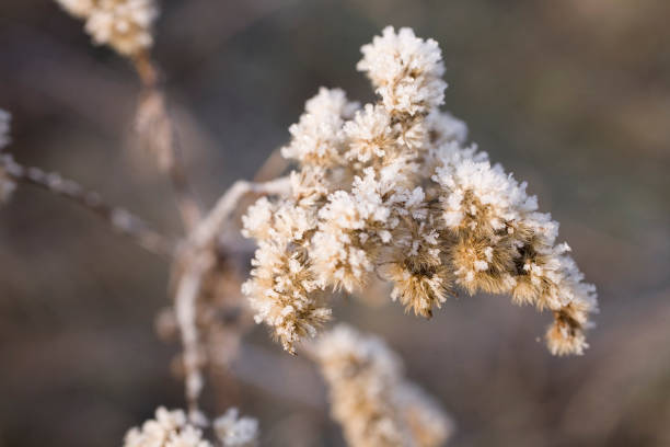 istock plants in January covered with white frost with close-up 1077998678