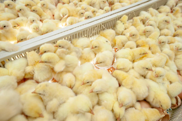 istock Baby chicks just coming out from Eggs. 1077998734