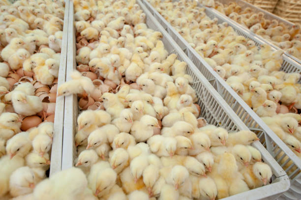 istock Baby chicks just coming out from Eggs. 1077998824