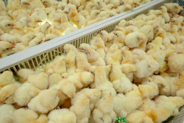istock Baby chicks just coming out from Eggs. 1077998832