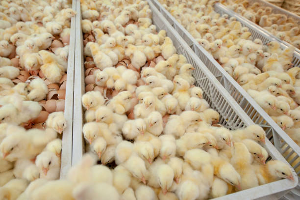 istock Baby chicks just coming out from Eggs. 1077998836