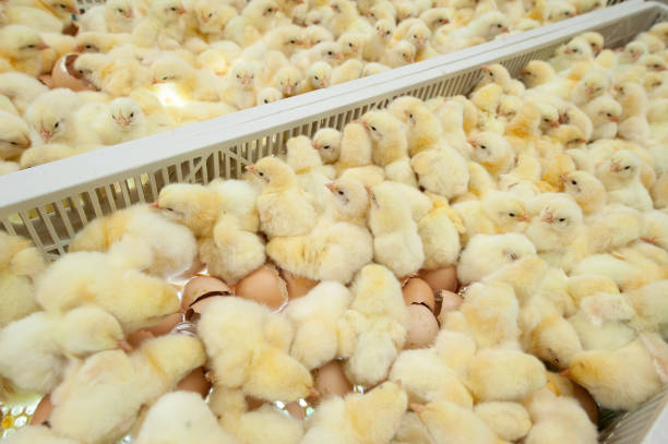 istock Baby chicks just coming out from Eggs. 1077998862