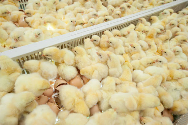 istock Baby chicks just coming out from Eggs. 1077998906