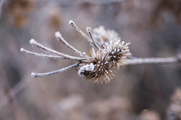 istock plants in January covered with white frost with close-up 1077998974