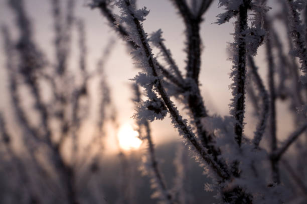 istock plants in January covered with white frost with close-up 1077999286