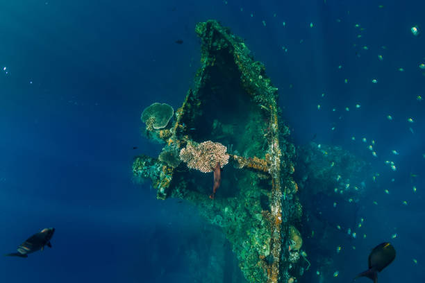 istock Beautiful underwater view with fish at shipwreck 1077999724
