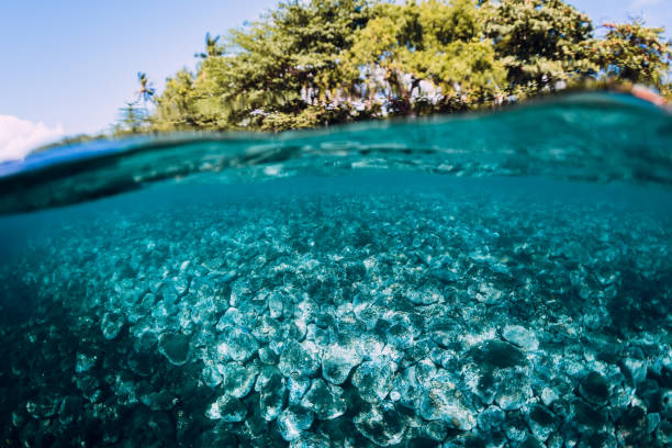 istock Underwater scene with stones and clear water. 1077999828