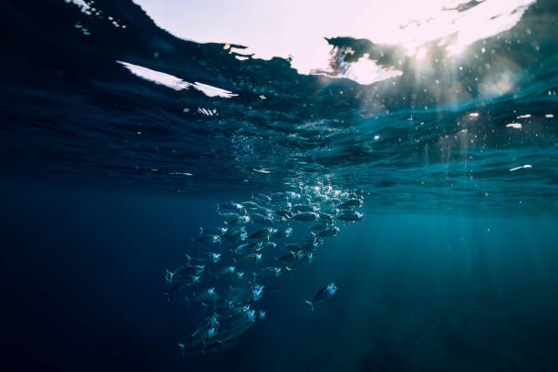 istock Underwater wild world with tuna school fish and sun light 1078000854