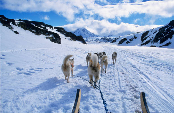 istock Sled dogs in action 1078001780