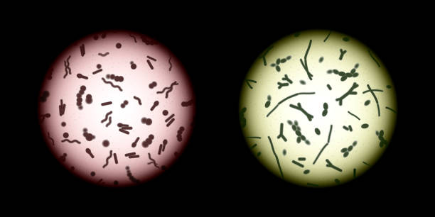 ilustraciones, imágenes clip art, dibujos animados e iconos de stock de muestras de la microbiota humana bajo un microscopio - inferior view illustrations