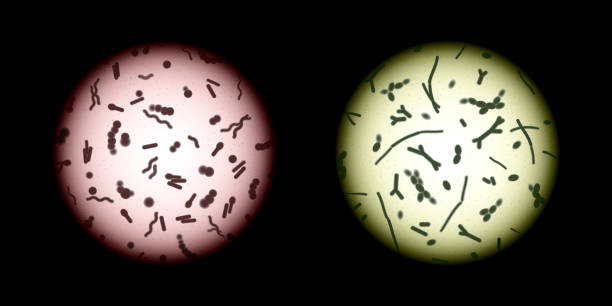 mikroskop altında insan microbiota örnekleri - manzaraya bakmak stock illustrations