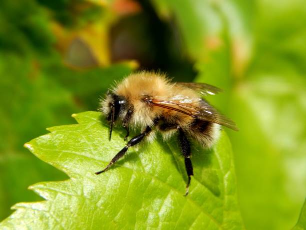 istock Bee collects pollen on the flower 1078006384