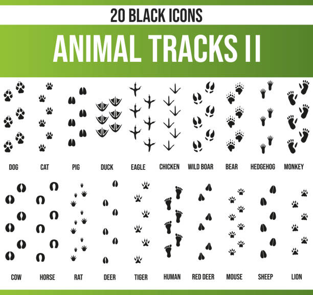 черный значок установить животных треки ii - animal track stock illustrations
