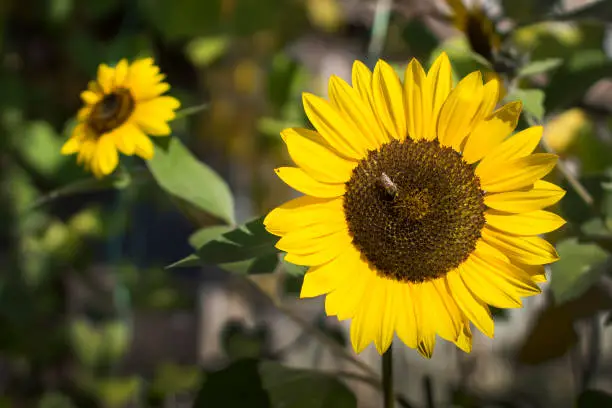 sunflower, flower, yellow, bee, sunflower honey, vitamins, agriculture, sunflower oil, nature, flora, plant, summer, sun, health, organic product, seeds, regeneration, background