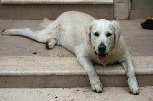 istock Dog on the stairs 1078014256