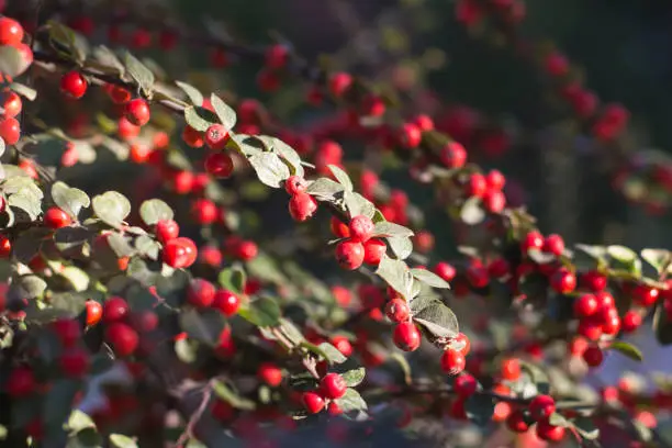 berry, red, small, cotoneaster, decorative, bush, autumn, background, garden, branch, nature, flora, green, leaves, winter, cold, beauty