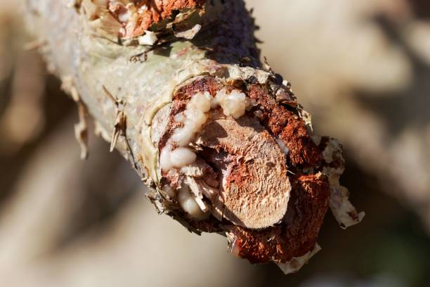 흰색 유 향 유 향 나무 (boswellia papyrifera)의 분기. - tree resin 뉴스 사진 이미지