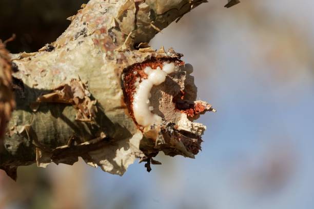 흰색 유 향 유 향 나무 (boswellia papyrifera)의 분기. - tree resin 뉴스 사진 이미지