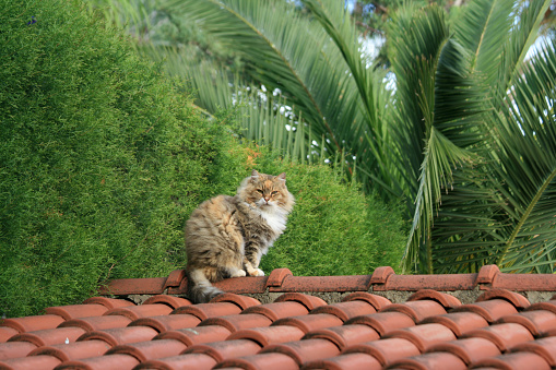A fluffy tubby cat sitting on top of a tiled roof
