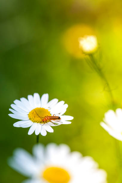istock insect of flowers, green background 1078018570
