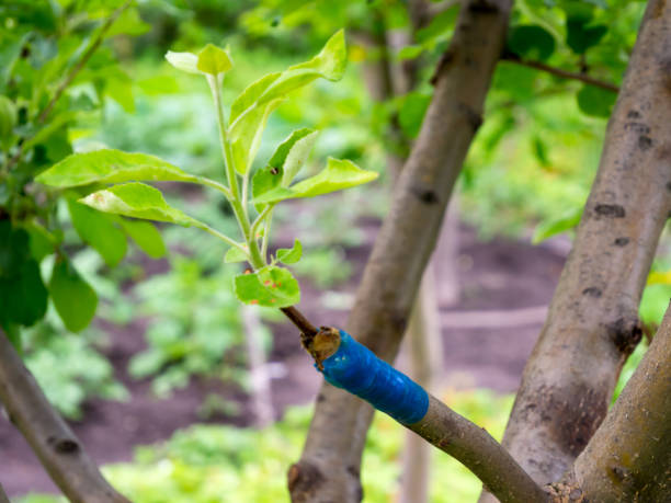 istock Grafted sapling of another variety on apple 1078020672