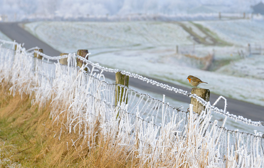 Robin bird sitting on a snow covered fence with a snowy landscape in the background during a cold winter day.