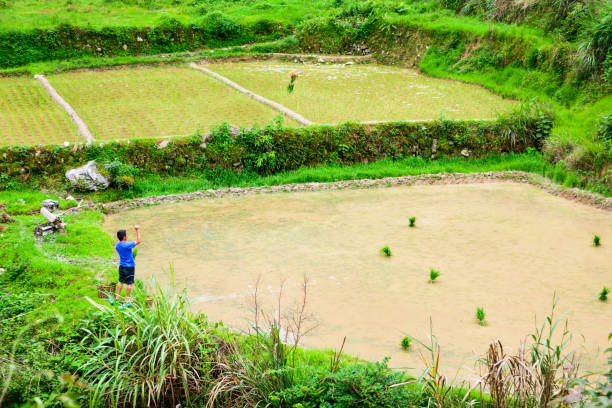 Farmer throwing young rice plant to spread it in the terraced rice field near Guiling in Guangxi province of China Guilin, China - June 15, 2018: Farmer planting rice in the terraced rice field near Guiling in Guangxi province of China longji tetian stock pictures, royalty-free photos & images