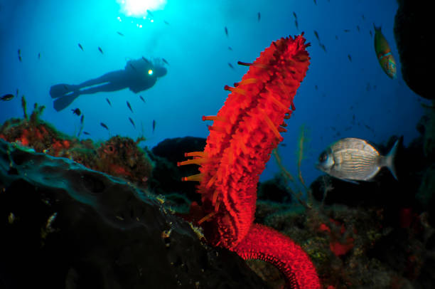 istock Underwater Sea Life 1078021268
