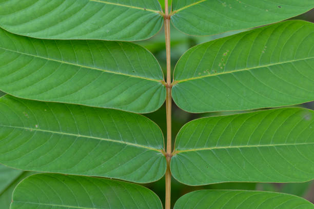 istock Green top frangipani leaves circle abstract nature background 1078024266