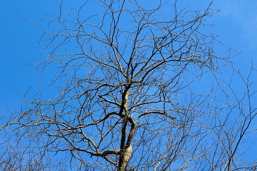 A bare tree and the bright blue sky in the background.