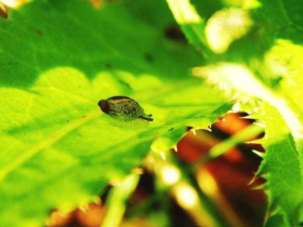 istock A small snail crawling in nature 1078026292