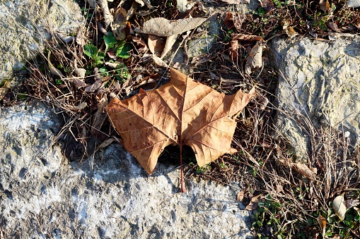 A close view of the brown autumn leaf on the rocky surface.