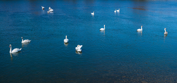 Group of beautiful swans in the blue water.