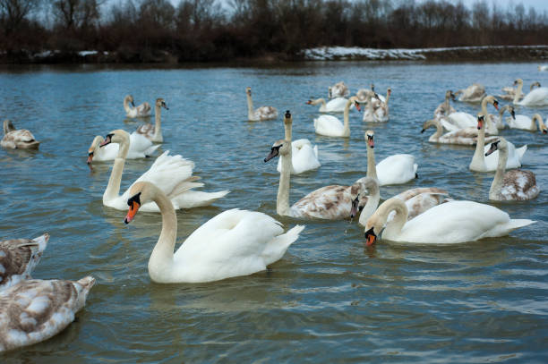 istock White swans swimming in river water in the early spring. 1078027166