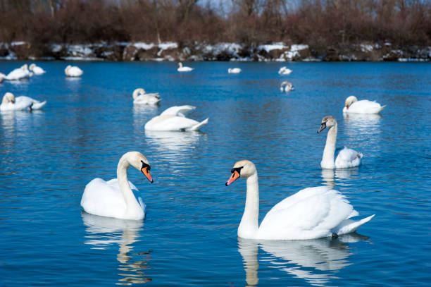 istock White swans swimming in river water in the early spring. 1078027224