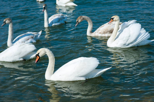 istock White swans swimming in river water in the early spring. 1078027252