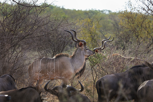 Male Kudu, South Africa