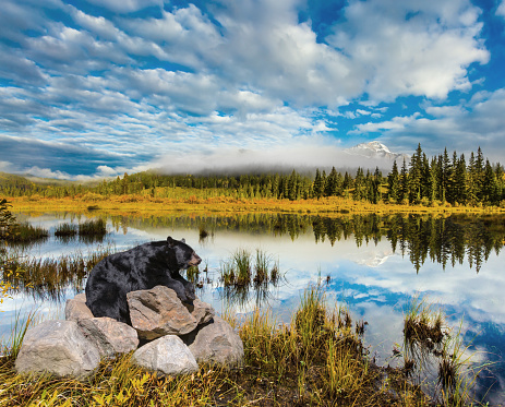 Black bear baribal rests on large rocks. Morning mist spreads over the lake. Cool autumn morning in the Rocky Mountains.  The concept of ecological tourism