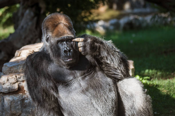 le gorille fait un geste intelligent - gorilla safari animals wildlife photography photos et images de collection