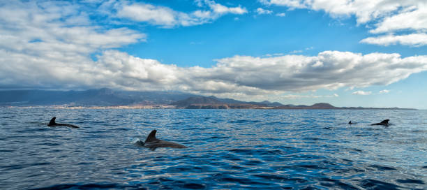 istock Fotographering of short-finned pilot whales 1078041442