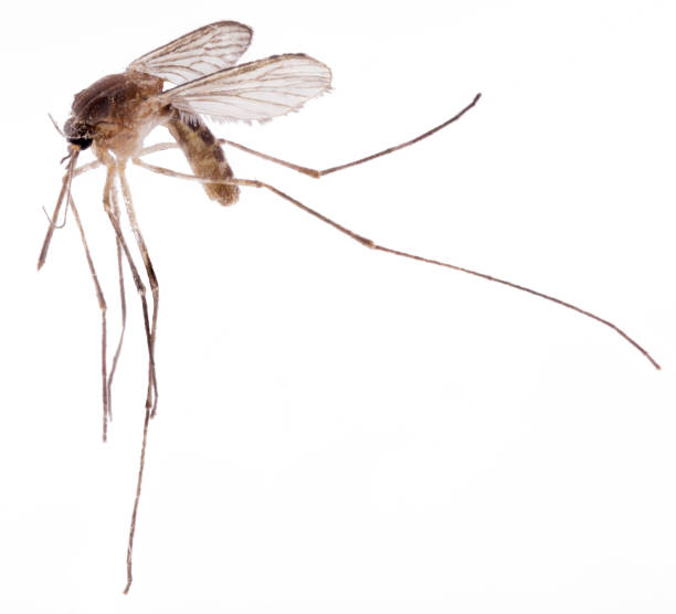 istock macro shot of a mosquito 1078041964