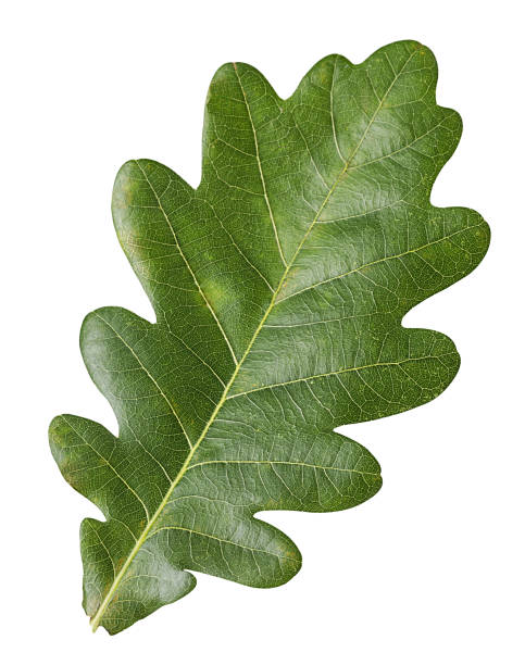 Green Oak Leaf Green Oak Leaf isolated on white background. Clipping Path. oak stock pictures, royalty-free photos & images