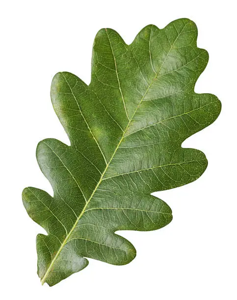 Photo of Green Oak Leaf