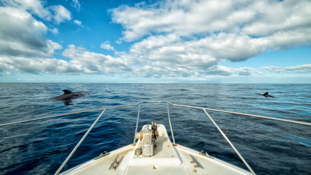 テネリフェ島のボート旅行 - happy dolphin ストックフォトと画像