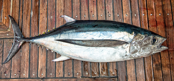 White tuna fish on the boat deck