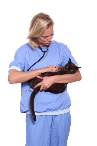 istock Female veterinarian 1078048834