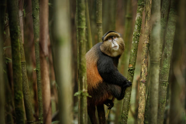 Wild and very rare golden monkey in the bamboo forest. Wild and very rare golden monkey in the bamboo forest. Unique and endangered animal close up in nature habitat. African wildlife. Beautiful and charismatic creature. Golden monkey.Cercopithecus kandti rwanda photos stock pictures, royalty-free photos & images