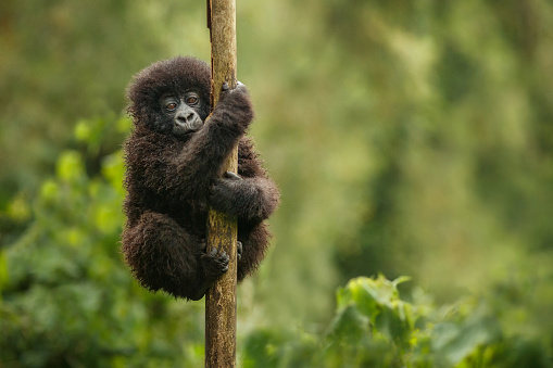 Gorila de montaña salvaje en su hábitat natural. photo