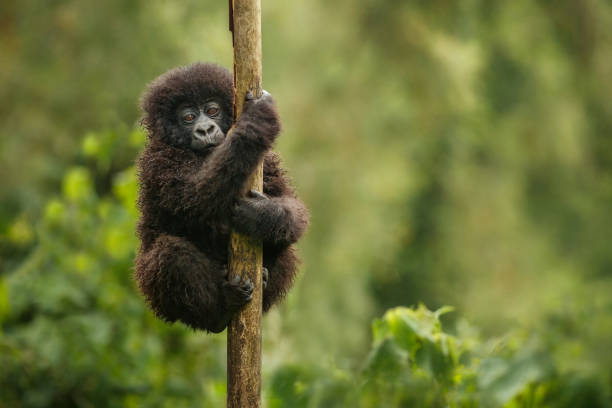 gorila de montaña salvaje en su hábitat natural. - gorila fotografías e imágenes de stock